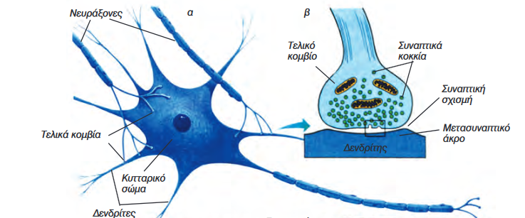 ΕΙΚΟΝΑ όπου δείχνει την σύναψη μεταξύ νευρικών κυττάρων.
